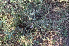 Lepidagathis pungens